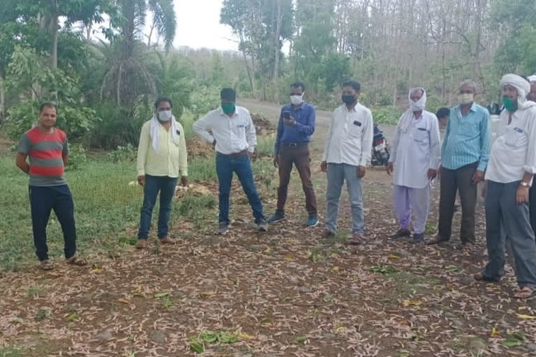 Pandhurna MLA Nilesh Uike reviewed the damage caused to the farmers by locust party