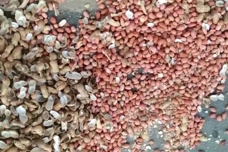 Concern that peanut seeds are inferior in kalyanadurgam in ananthapuram district