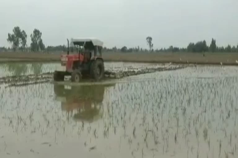 destroys paddy in pathankot