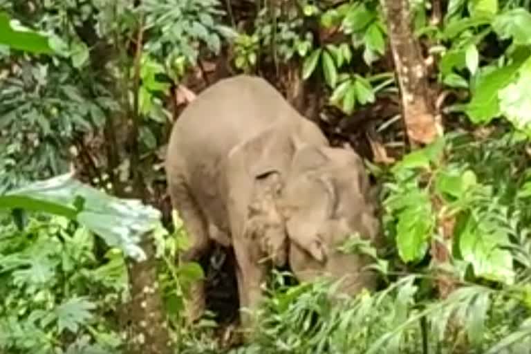 Elephants are not climbing  Worried by locals  കാട്ടാന കാടുകയറുന്നില്ല  പ്രദേശവാസികൾ ആശങ്കയിൽ