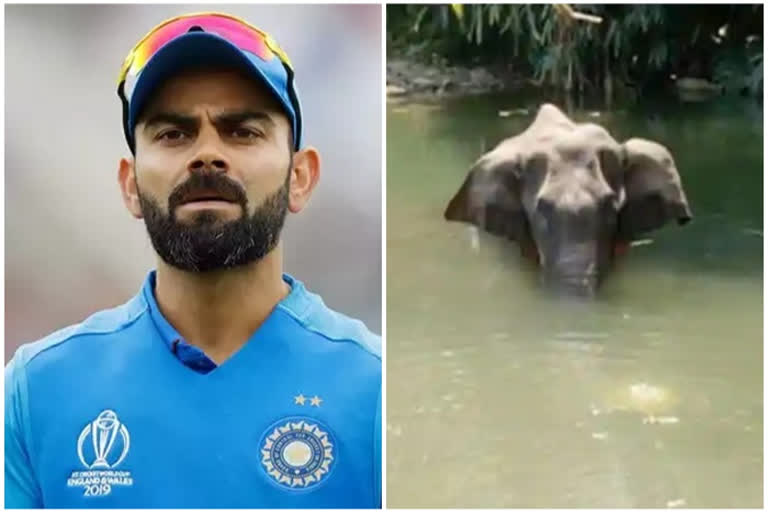 Virat Kohli condemn Kerala elephant killing