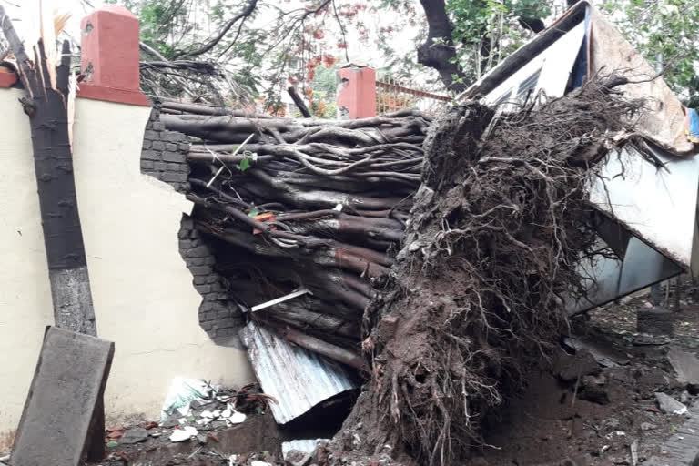 Cyclone Nisarga effect Power supply cuts and Property damage in nashik district