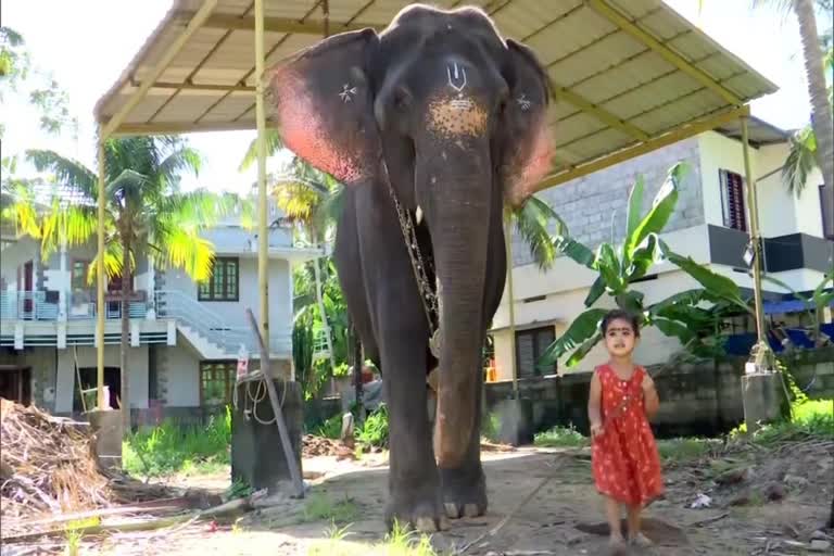 best friendship between an elephant and a baby girl