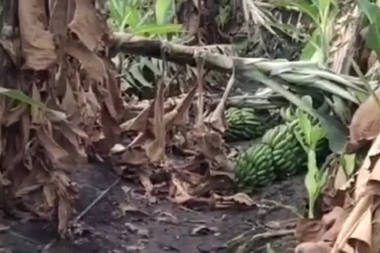 farmers crops damage in nandurbar due to nisarg cyclone