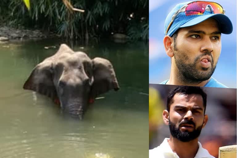 Virat Kohli: Let's treat our animals with love, bring an end to cowardly acts