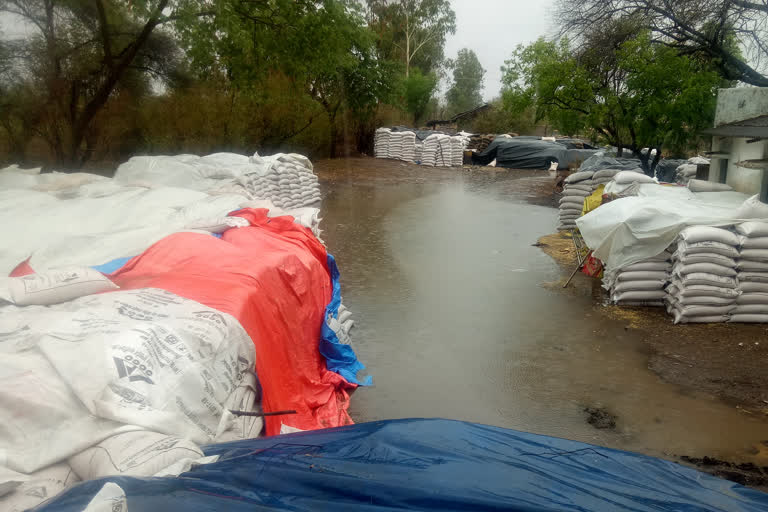 Wheat wet due to rain at procurement center