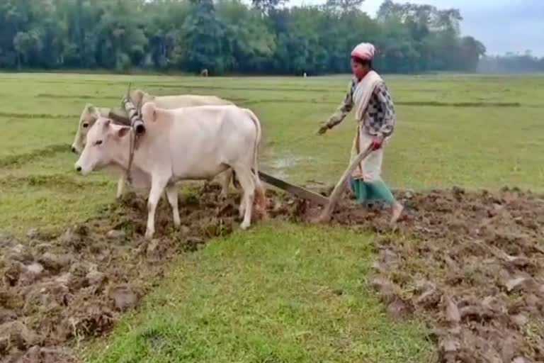 A story of a women related at cultivation majuli assam etv bharat news