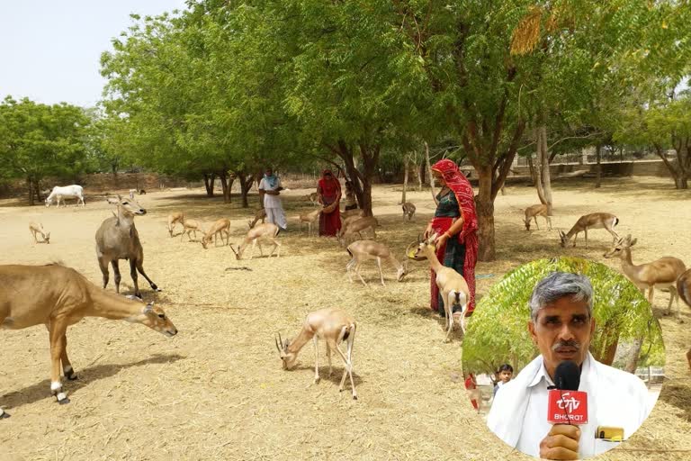 Rajasthan's 'earth hero' comes to the rescue of injured animals