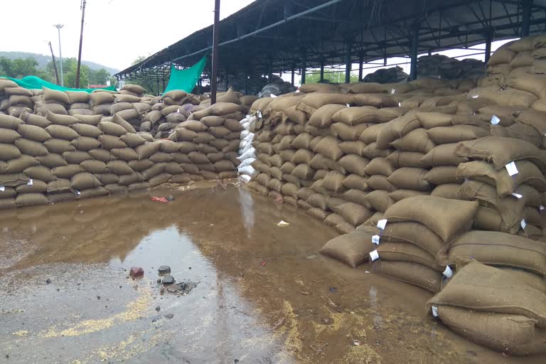 Grain damaged due to rain in rajgarh