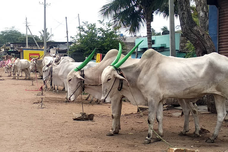 ಉಳುಮೆಗೆ ಎತ್ತುಗಳು ಸಿಗದೇ ರೈತರ ಪರದಾಟ