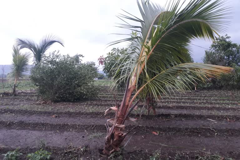 Major damage due to nisarga cyclone in Rajgurunagar taluka