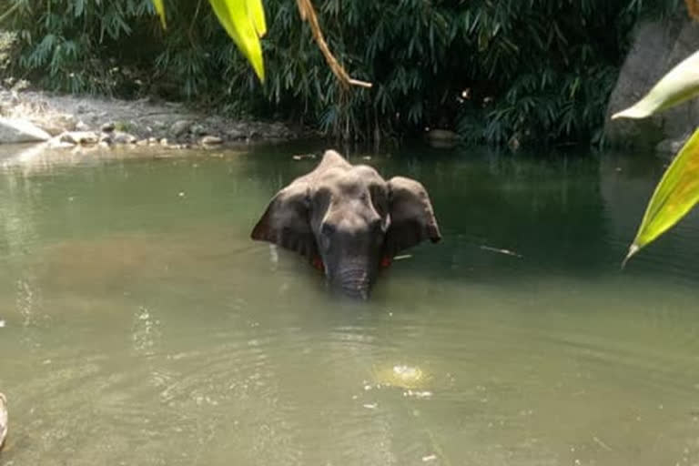 Death of wild elephant in Kerala: Forest dept says probe making "significant headway"