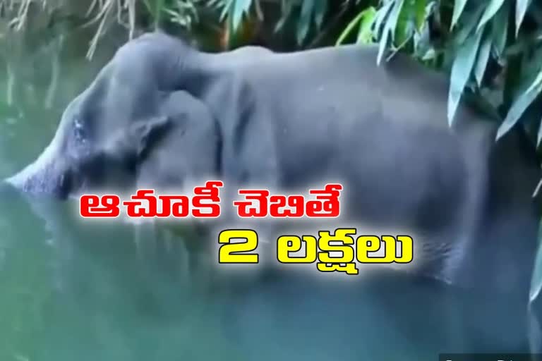 prize money announced on kerala elephant killers