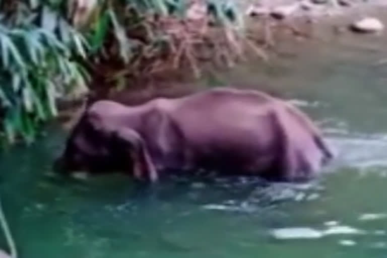 Pregnant wild elephant killing