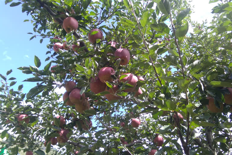 apple crops yield may decrease