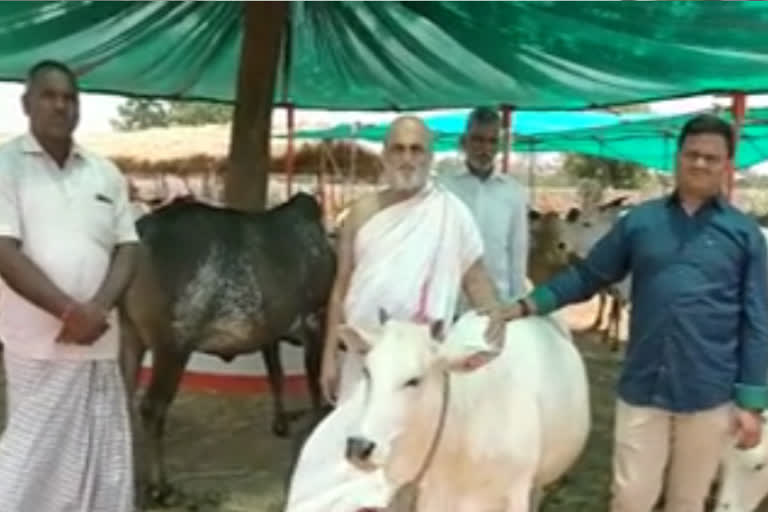 Chillukur Balaji Temple chief priest Rangarajan Swamy of  donated food to 300 cattle in Vikarabad district