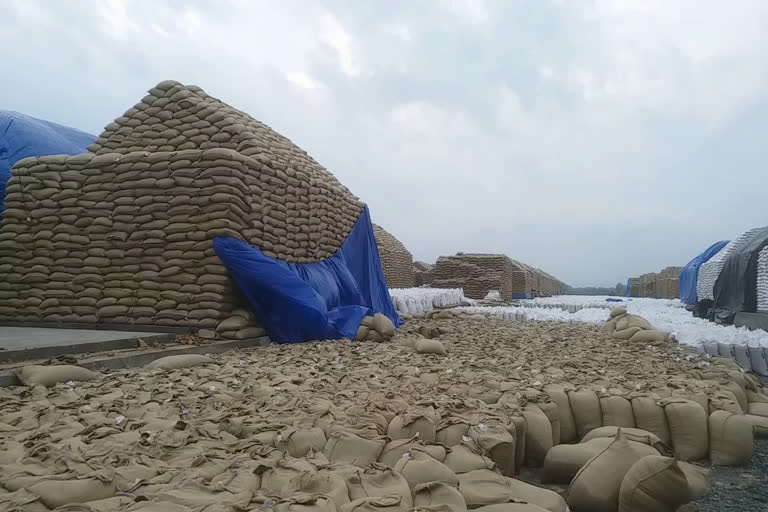 Wheat soaked by rain