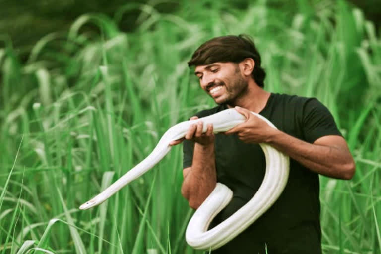 WATCH: White python spotted in Karnataka's Malenadu