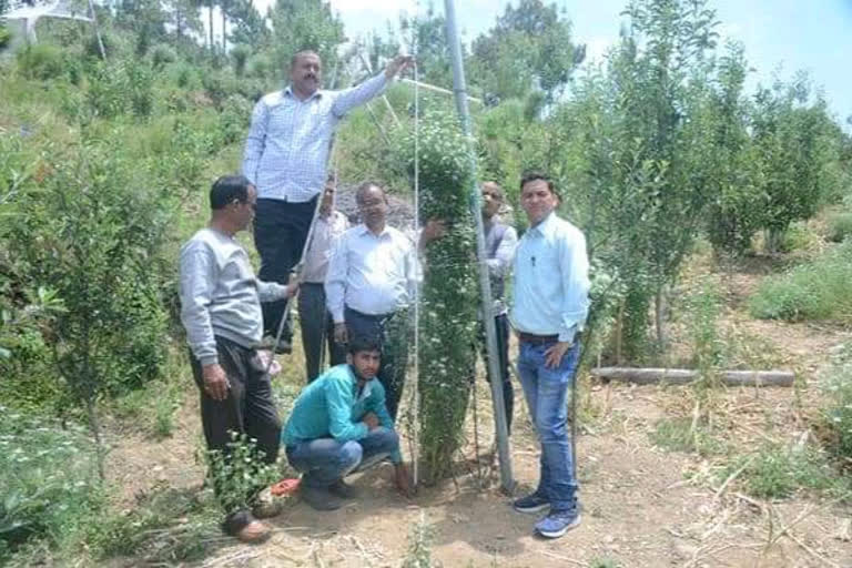 Uttarakhand man enters Guinness Book for 2.16 m long coriander plant