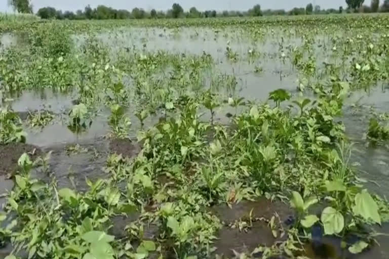 indira sagar project water enters fields in barwani