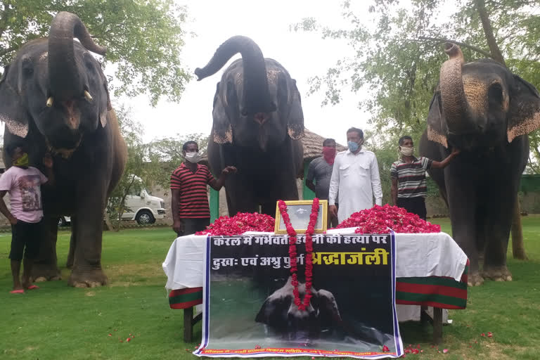 Tribute to Kerala tusker