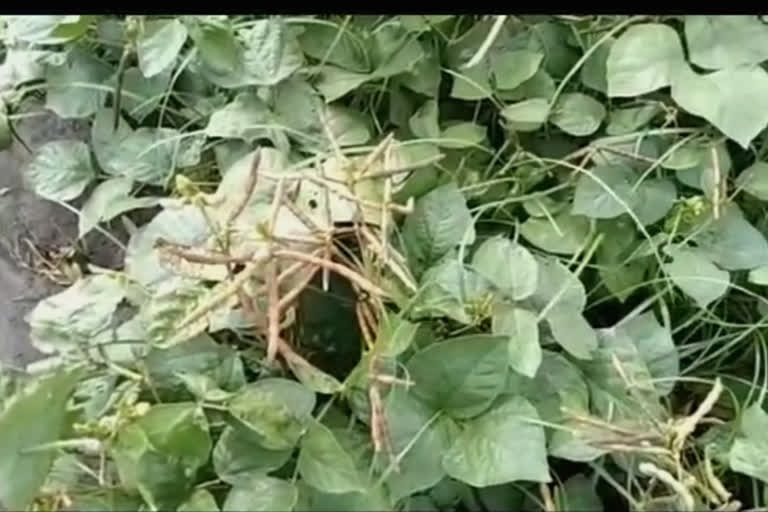 Heavy rains in Sehore