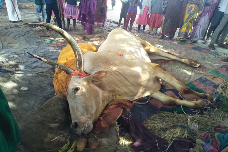 ಚಾಲೆಂಜಿಂಗ್ ಸ್ಟಾರ್ ಪ್ರೀತಿಯ ಬಸವ ಇನ್ನಿಲ್ಲ