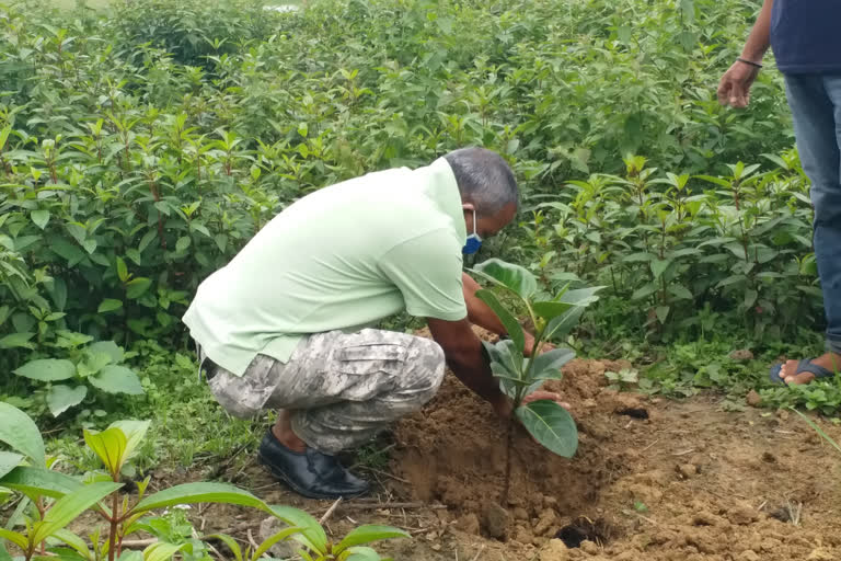 mla mrinal saikia celebrates world environment day