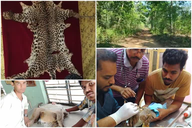 gadchiroli wildlife hunting  gadchiroli wildlife story  gadchiroli wild bore hunting news  hunting using bomb gadchiroli  गडचिरोली वन्यप्राणी शिकार  गडचिरोली वन्यप्राणी शिकार  बॉम्बने वन्यप्राण्यांची शिकार गडचिरोली  गडचिरोली वन्यप्राणी शिकार पद्धत  गडचिरोली लेटेस्ट न्युज