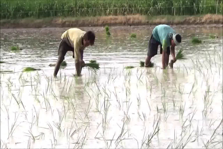 palwal farmers happy on increase in msp of kharif crop