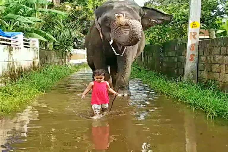 elephant umadevi and toddler bhama friendship