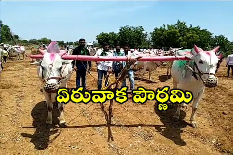 eruvaka-pournami-celebrations-in-atmakoor-mandal-suryapet-district