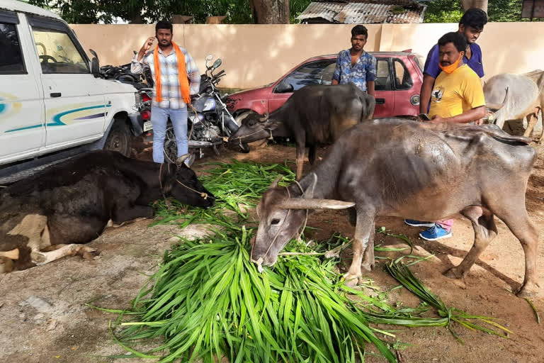 a-young-brigade-team-rescuing-a-cow-and-buffalo-from-the-slaughterhouse