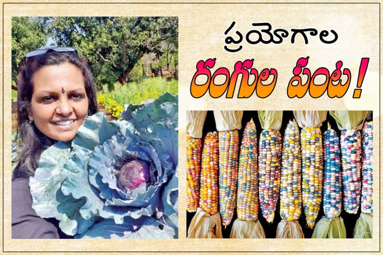 రంగురంగుల మొక్కజొన్నలు