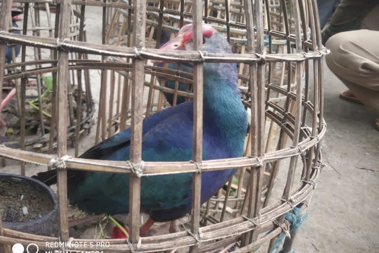 jh_Birds of different breeds arrive in deoghar