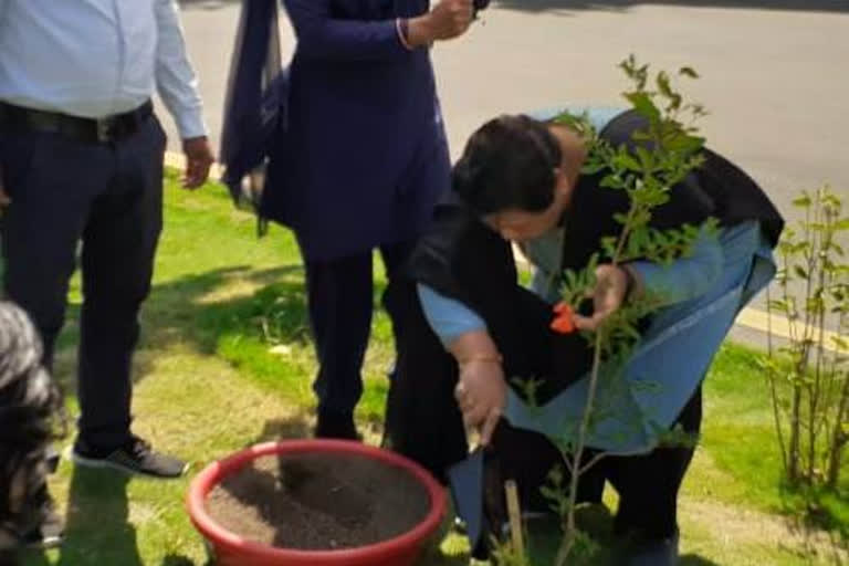 Governor Anusuiya Uike planted tree in the Raj Bhavan complex raipur