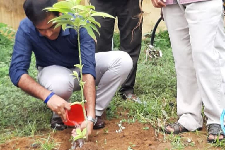 rdo planted plants at  amalapuram