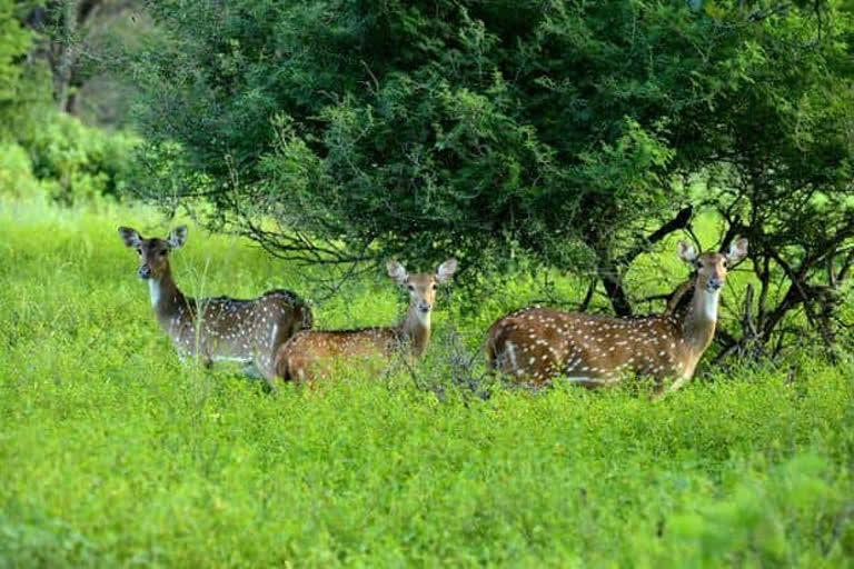 Tribal gangs from Madhya Pradesh use steel traps, tweezers to hunt wild animals in Maharashtra