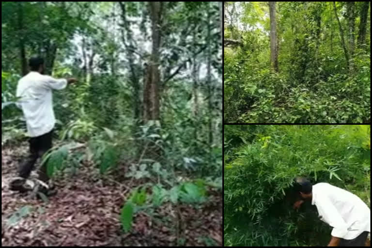 Forest  environment  കാസർകോട്