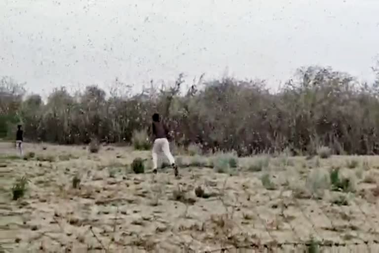 locust attack in barmer, locust attack, farmers protected crops, barmer locust news, बाड़मेर में टिड्डी हमला, बाड़मेर टिड्डी न्यूज, किसानों की परेशानी, फसलों पर टिड्डी, locust on crops