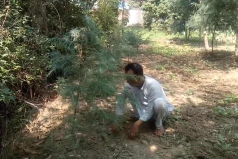 Retired employee planted cedar tree