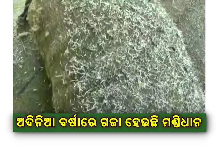 farmers-of-bargarh-are-faceing-problem-on-unseassion-rain-in-paddy-mandi