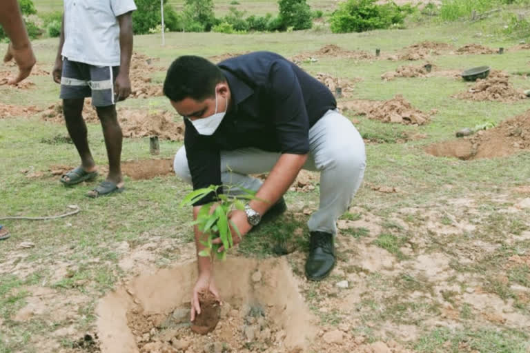 Saplings planted under social forest program