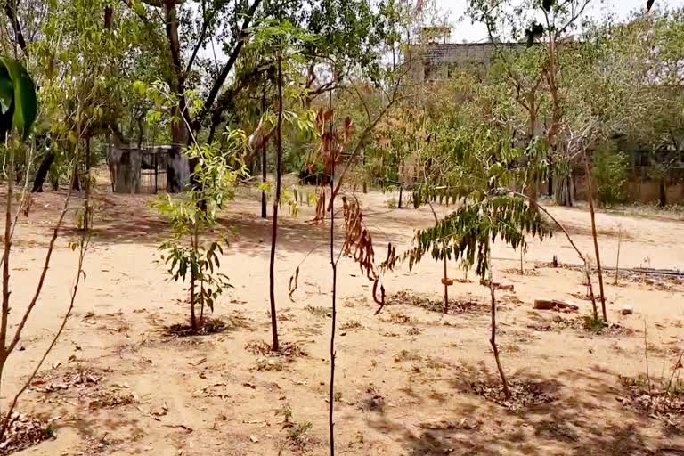 Effect of lockdown on tree plants , Jaipur Poddar School,  World Environment Day