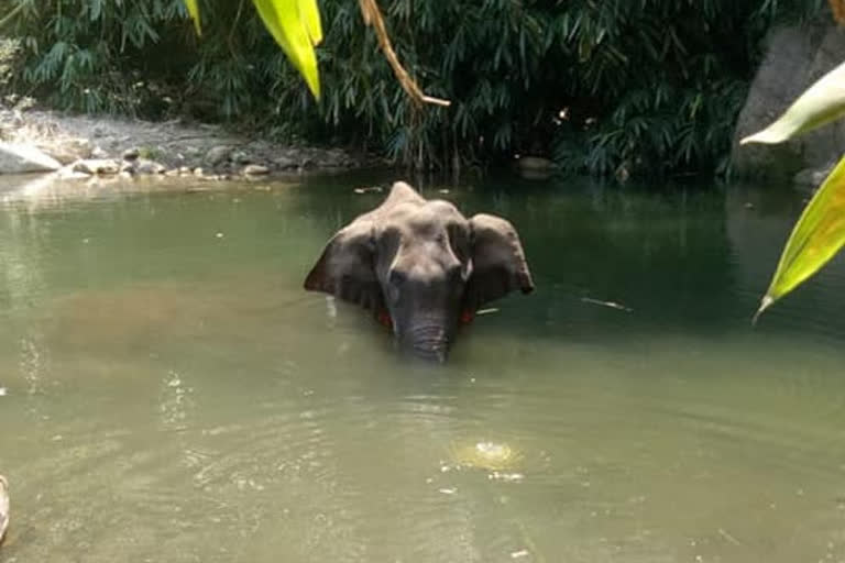 Wild elephant had major oral wounds; did not eat for nearly 2 weeks before drowning: Post-mortem report