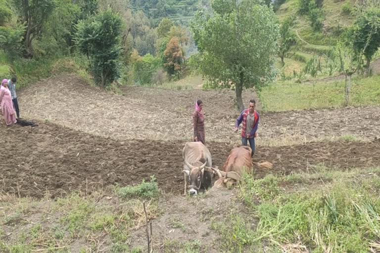 traditional-crops-in-karsog-and-farmers-showed-up-again