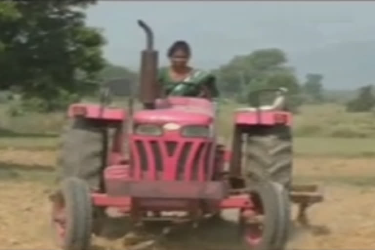 Anima Oram while ploughing her field