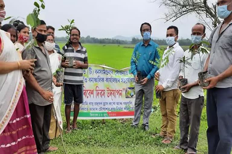 পৰিৱেশ দিৱসত ঔষধি গছ ৰোপণ নগাওঁ জিলা উপায়ুক্তৰ