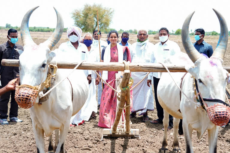 Rajini is the MLA  started eruvaka celebrations in nadendla gunturu district