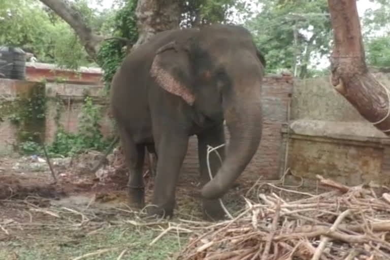 elephant in custody